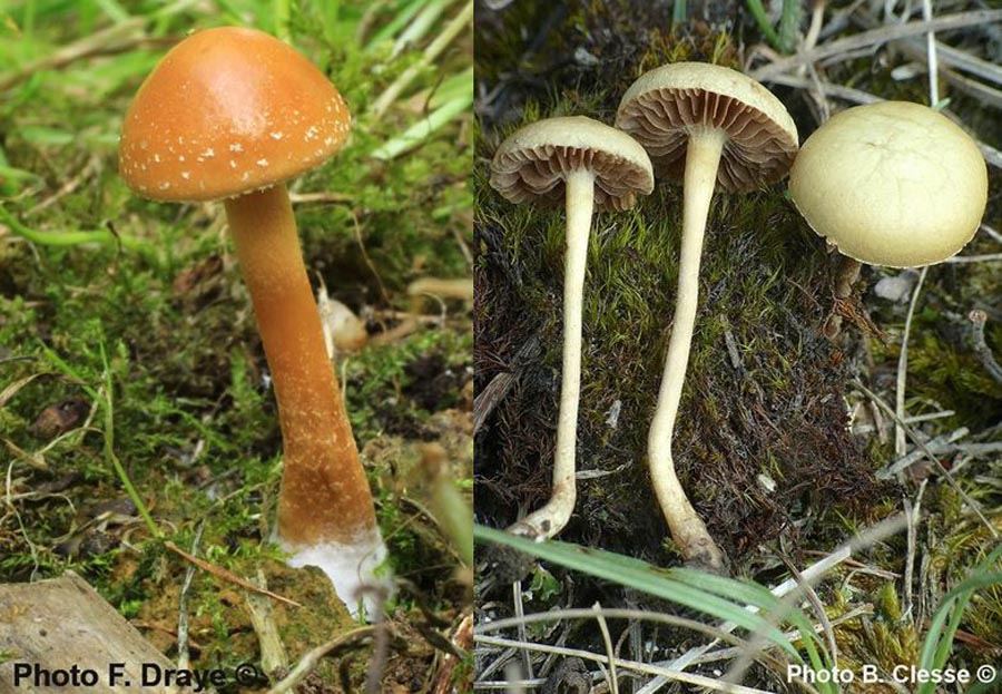 Agrocybe pediades