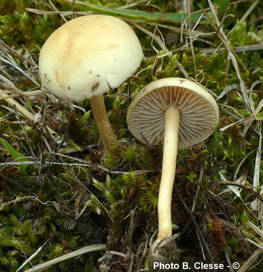 Agrocybe pediades