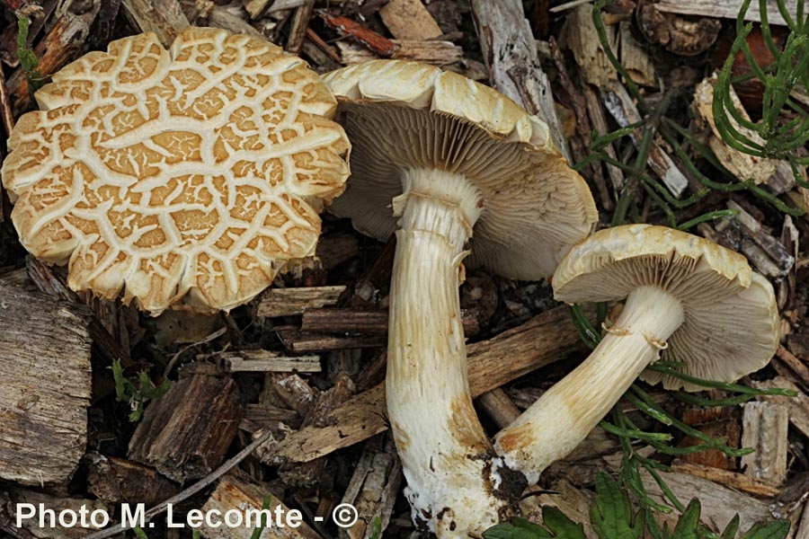 Agrocybe praecox var. cutifracta