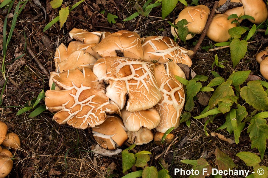 Agrocybe praecox var. cutifracta