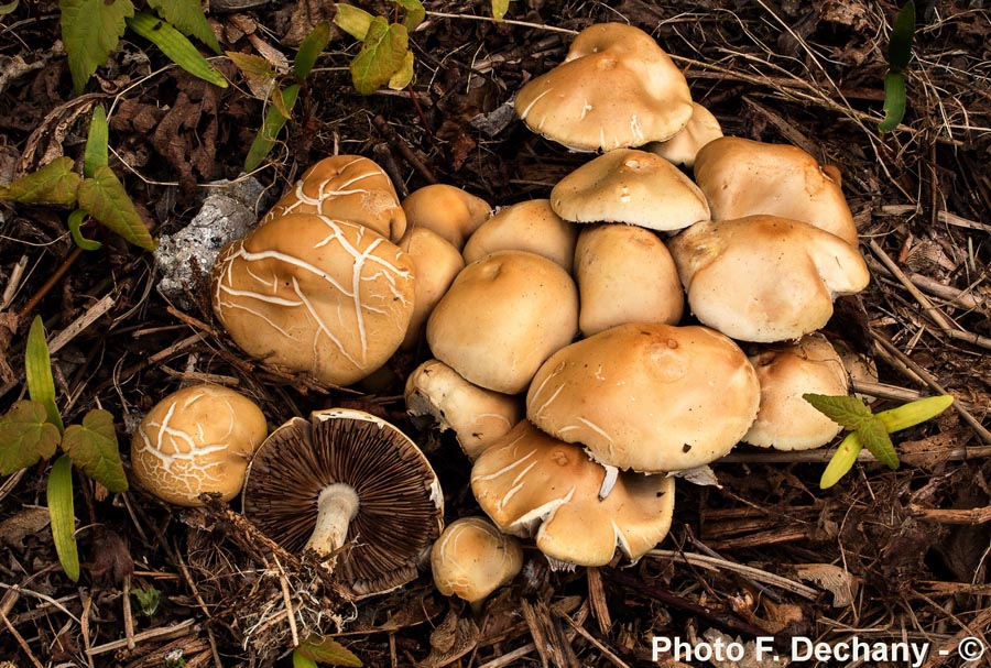 Agrocybe praecox var. cutifracta