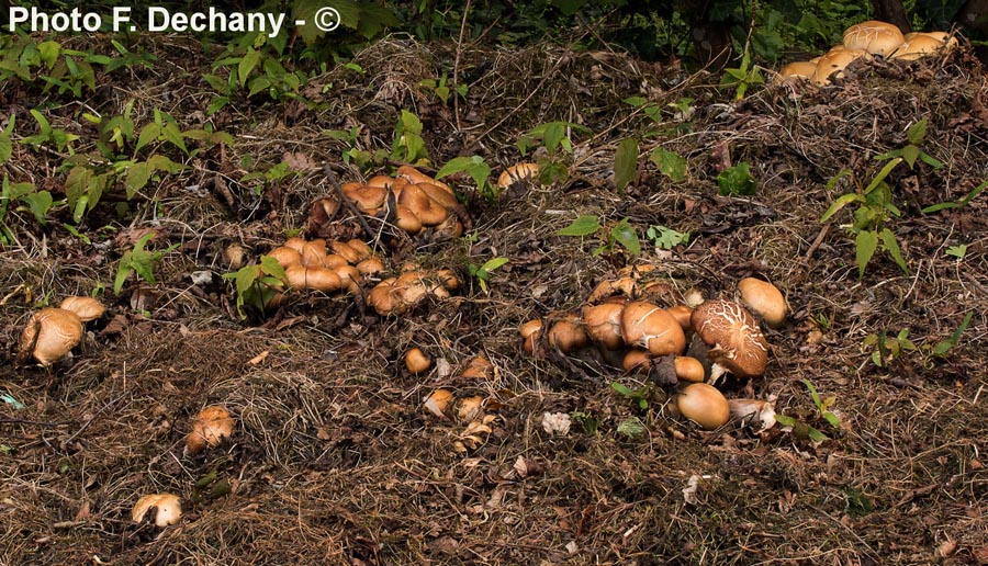 Agrocybe praecox var. cutifracta