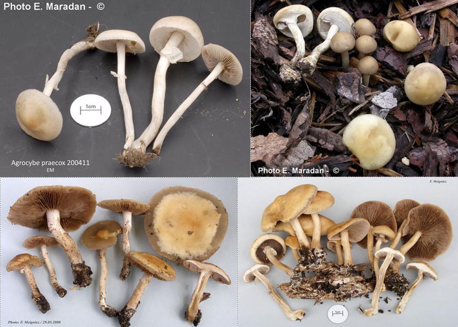 Agrocybe praecox