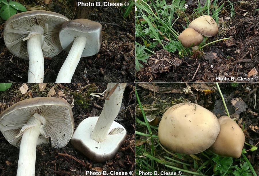 Agrocybe praecox