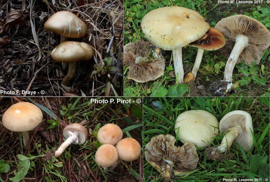 Agrocybe praecox