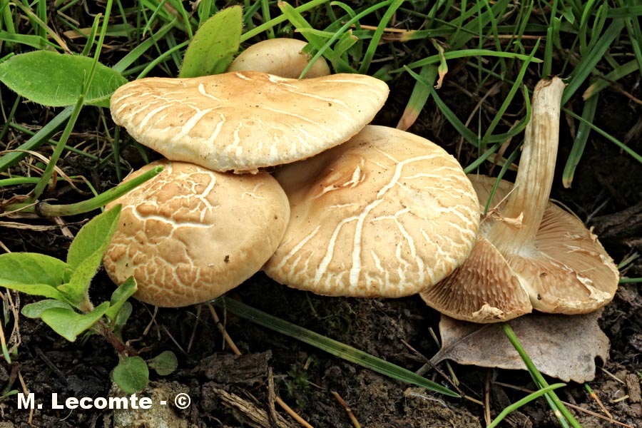 Agrocybe praecox (Agrocybe sphaleromorpha)