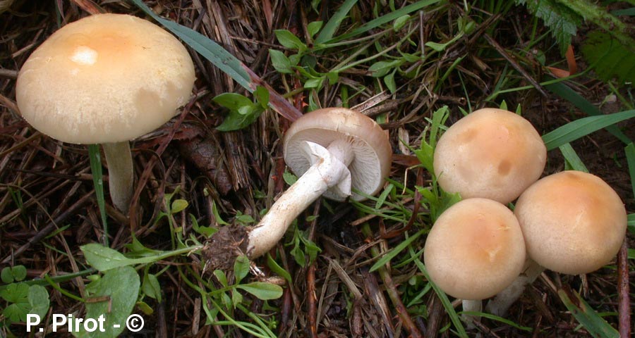 Agrocybe praecox