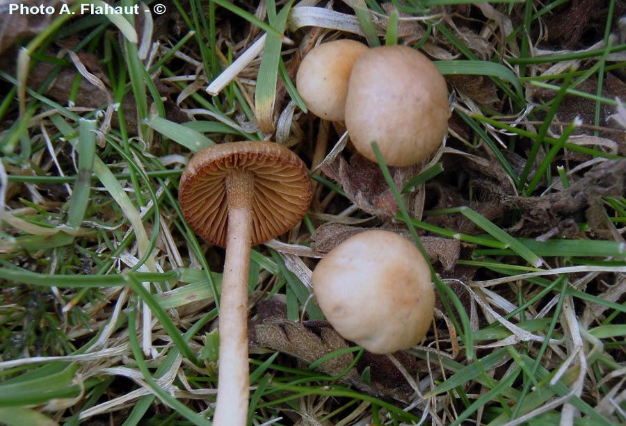 Agrocybe pusiola