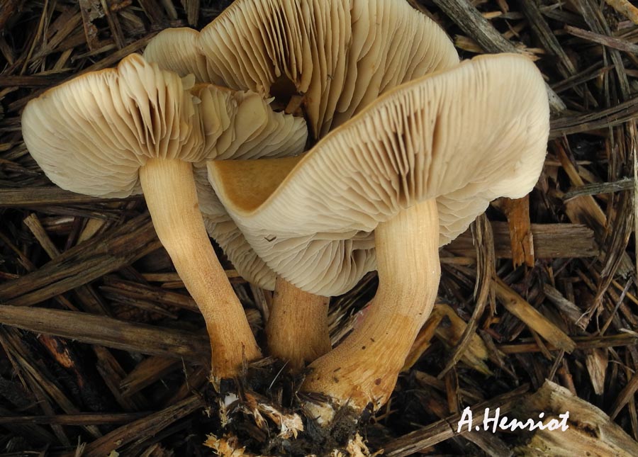 Agrocybe putaminum