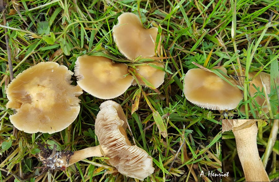 Agrocybe putaminum