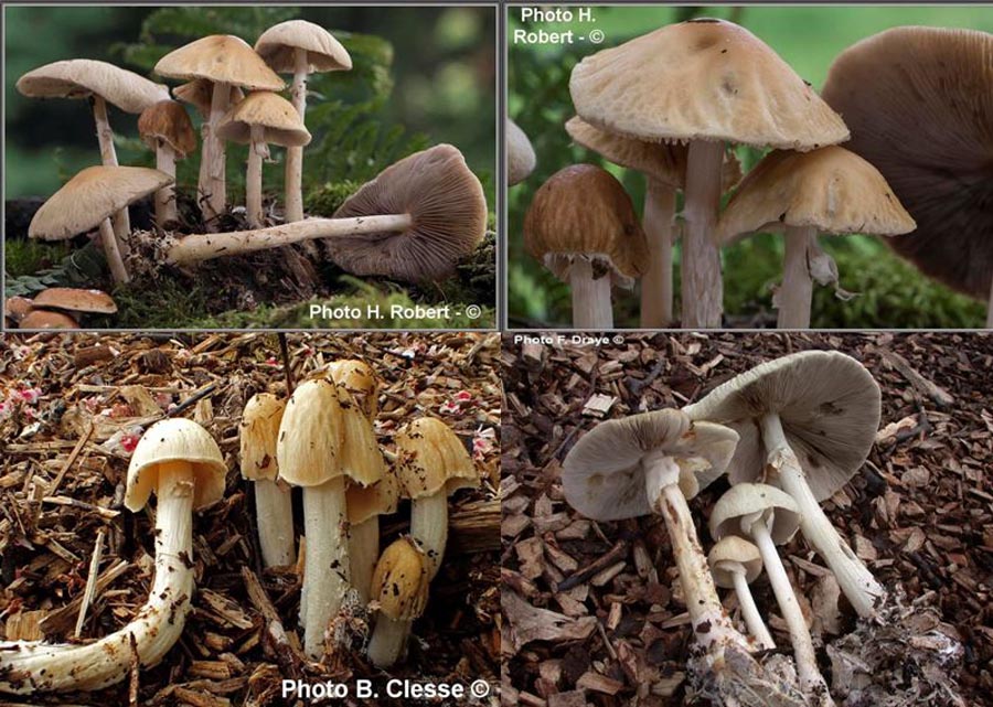 Agrocybe rivulosa