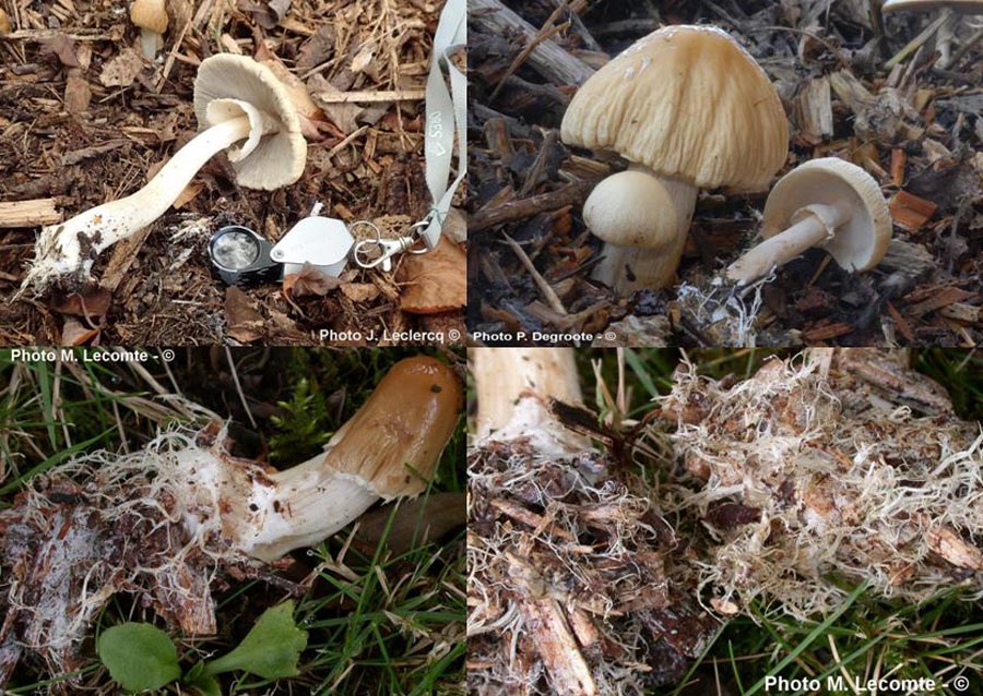 Agrocybe rivulosa