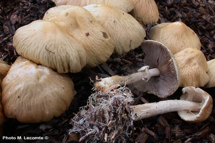 Agrocybe rivulosa