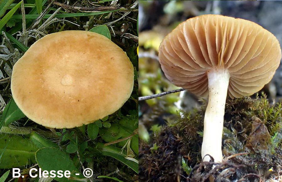 Agrocybe vervacti