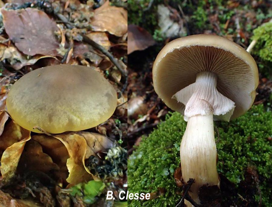 Agrocybe xanthocystis