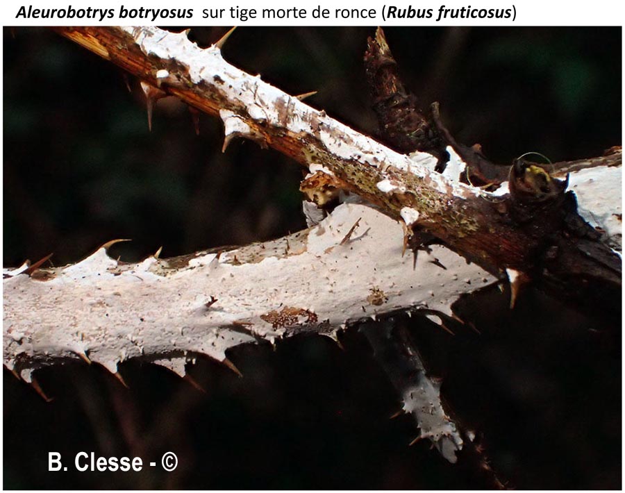 Aleurobotrys botryosus (Aleurodiscus botryosus)