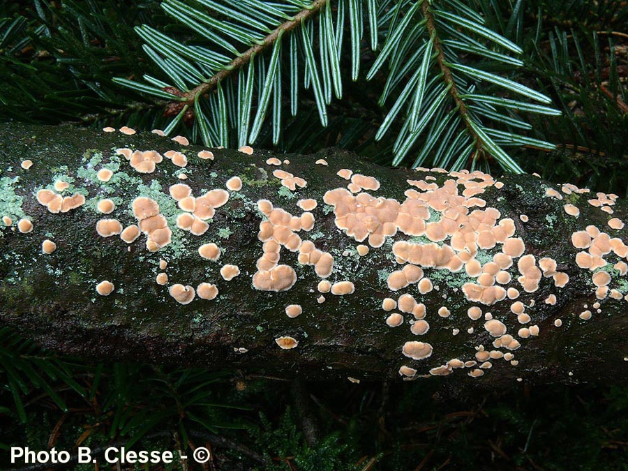Aleurodiscus amorphus