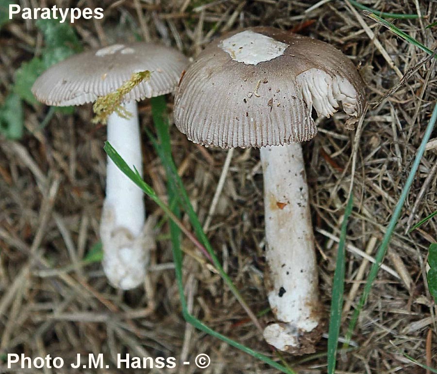 Amanita alseides