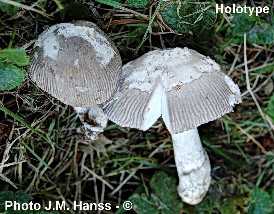 Amanita alseides