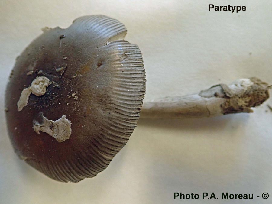 Amanita alseides