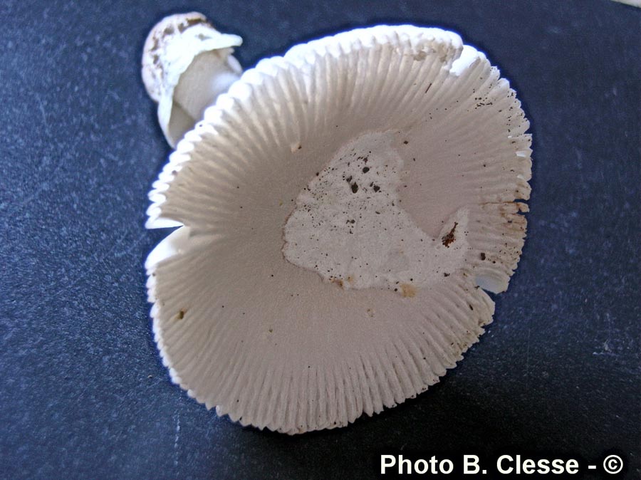 Amanita argentea