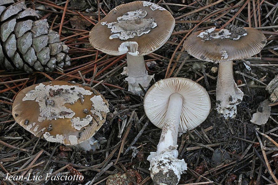 Amanita basiana