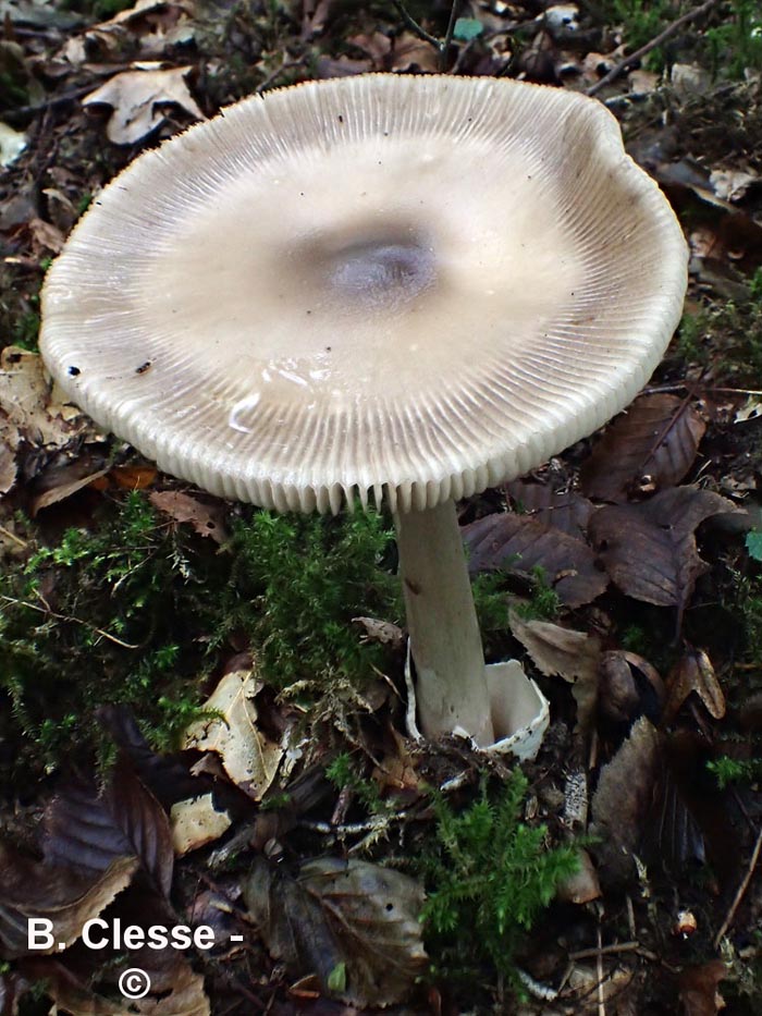 Amanita battarae