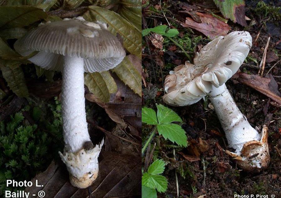 Amanita beckeri