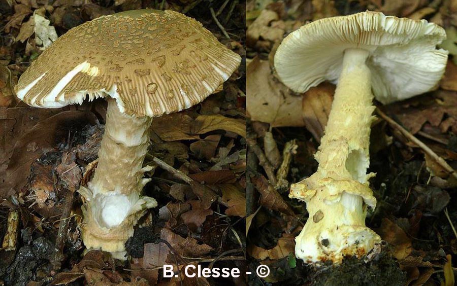 Amanita beckeri