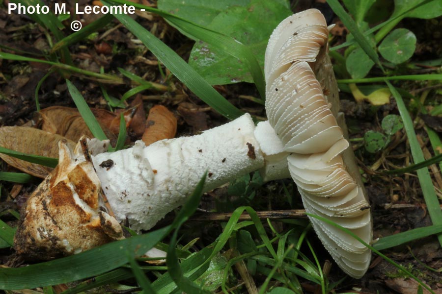 Amanita beckeri