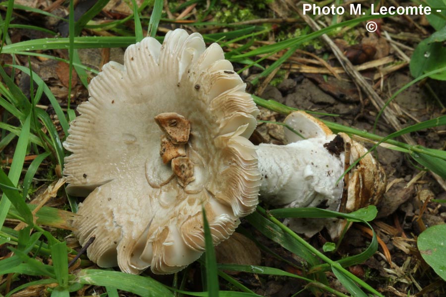 Amanita beckeri