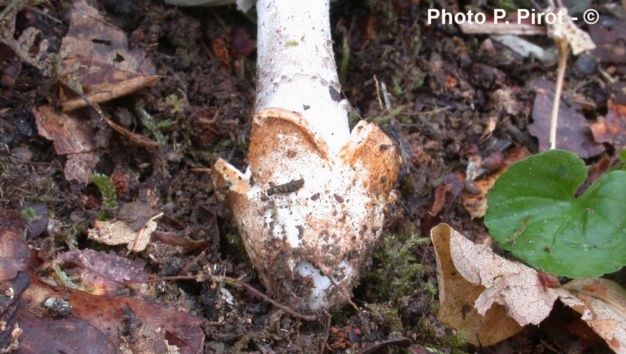 Amanita beckeri