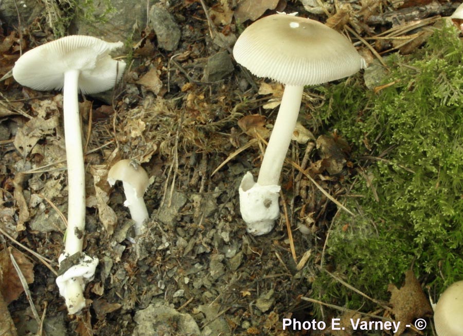 Amanita betulae