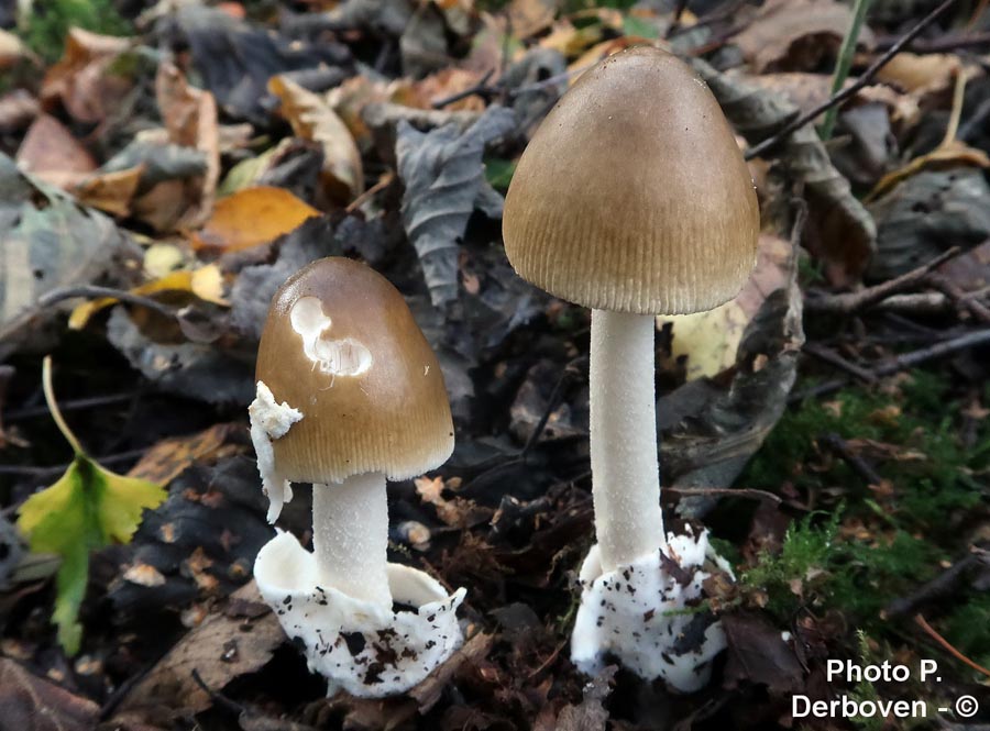 Amanita betulae