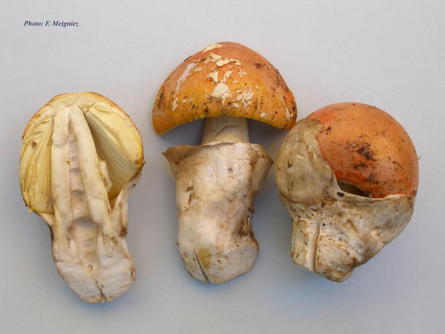 Amanita caesarea