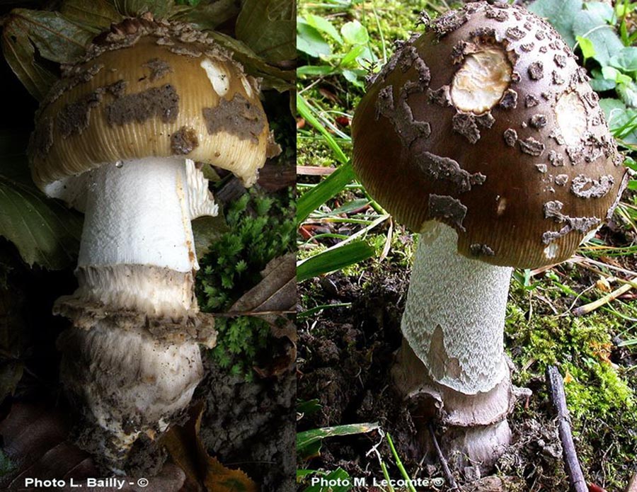 Amanita ceciliae