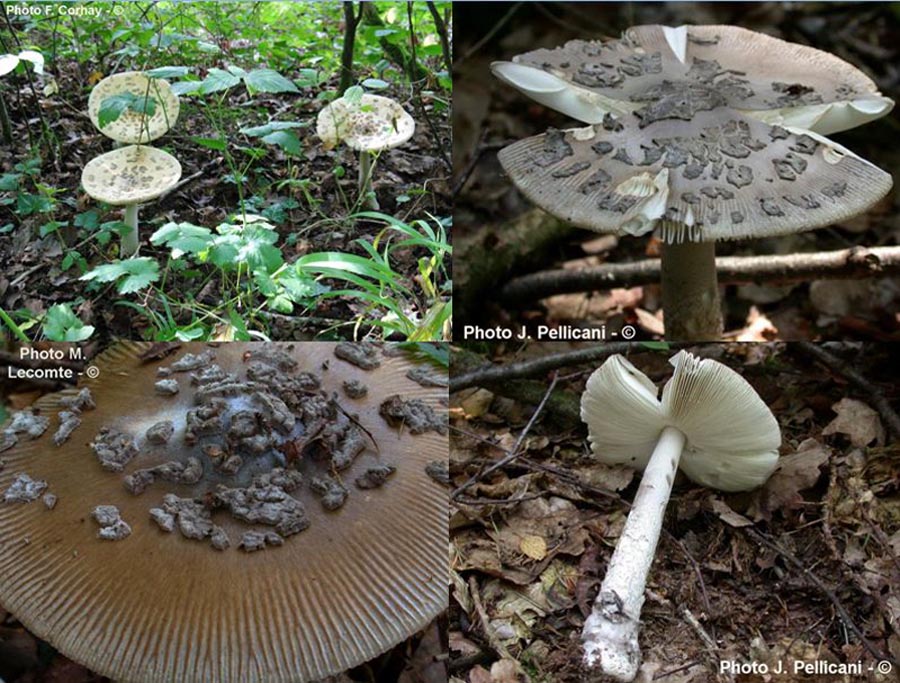 Amanita ceciliae