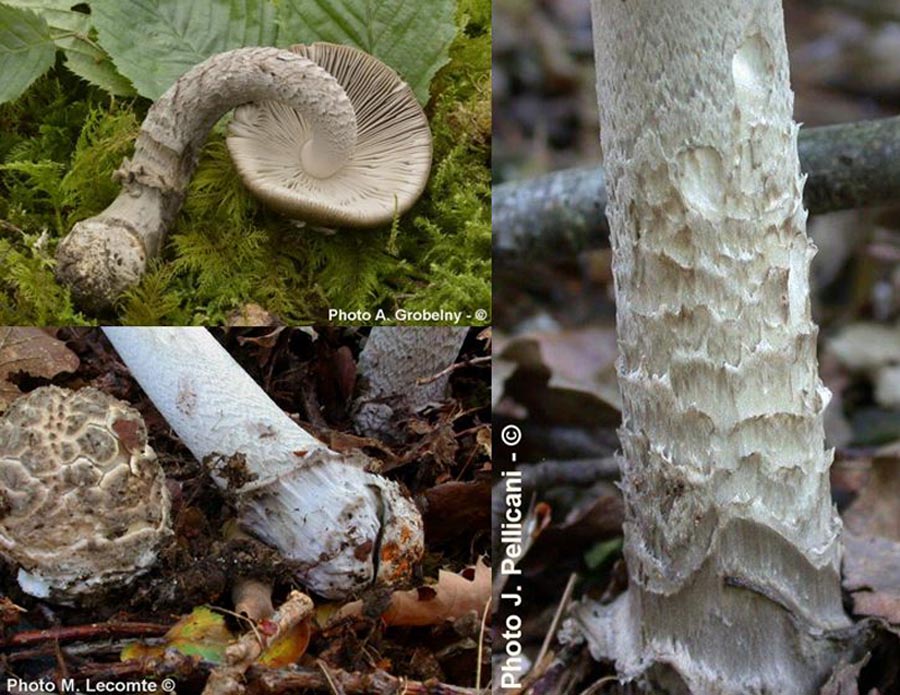 Amanita ceciliae