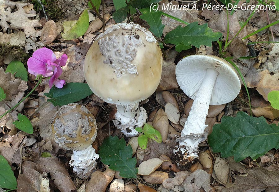 Amanita ceciliae