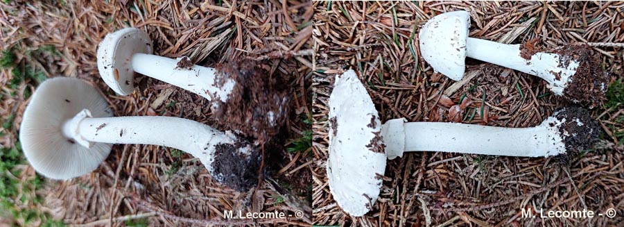 Amanita citrina var. alba