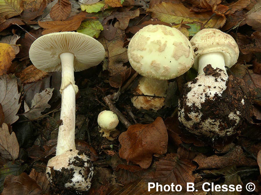 Amanita citrina