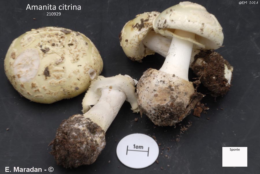 Amanita citrina