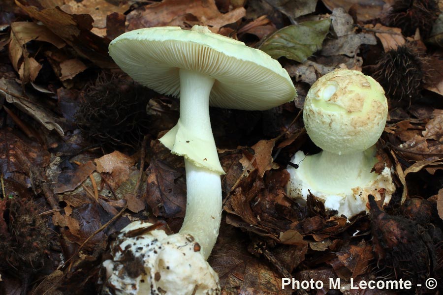 Amanita citrina