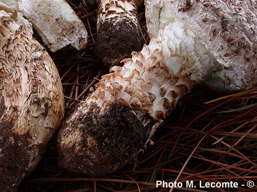 Amanita codinae