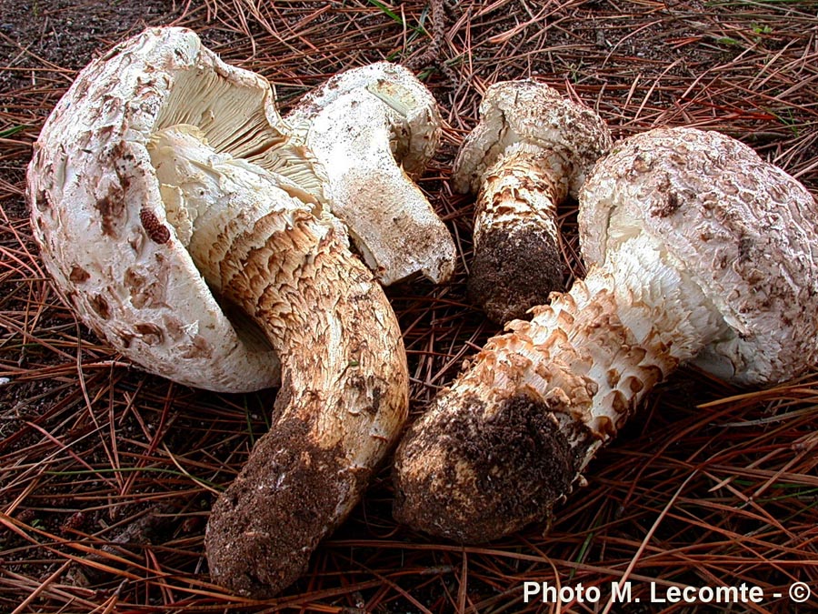 Amanita codinae