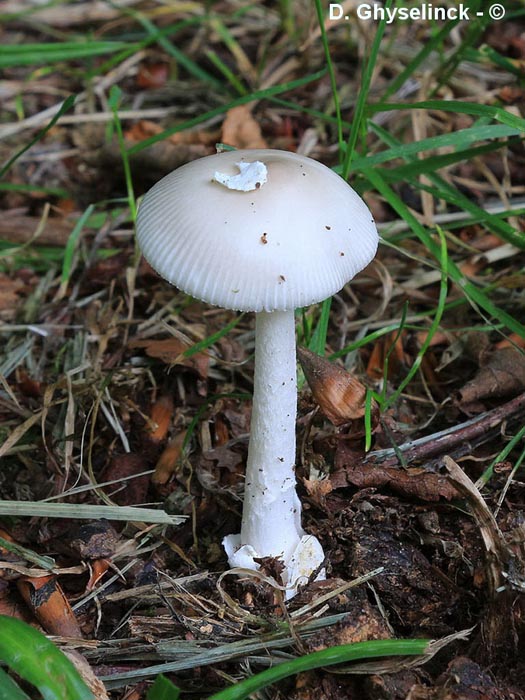 Amanita coryli