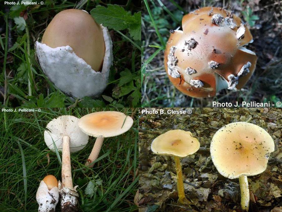 Amanita crocea