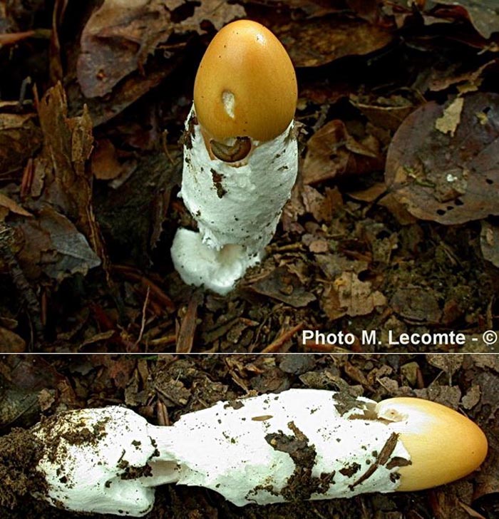 Amanita crocea