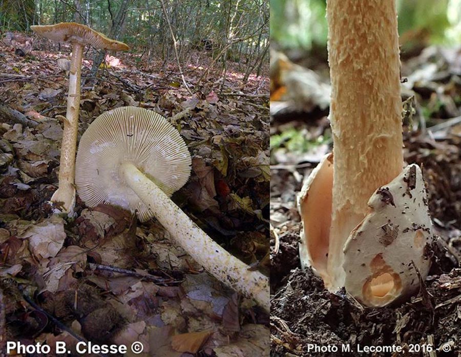 Amanita crocea