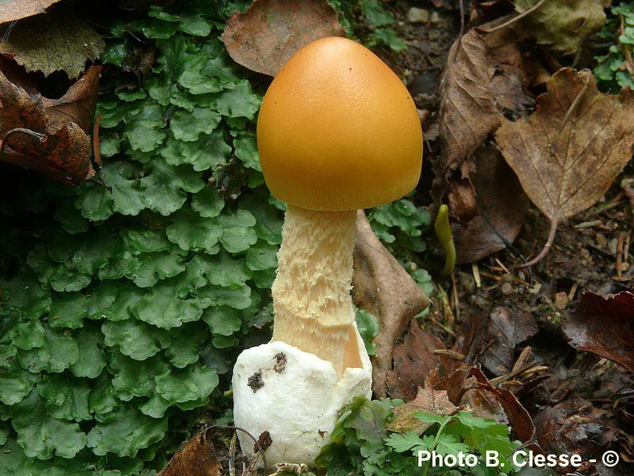 Amanita crocea